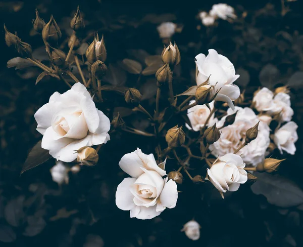 Belles Fleurs Délicates Dans Jardin Romantique Sombre Fond Naturel Avec — Photo