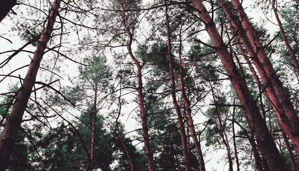 Gyönyörű Nyári Nap Erdőben Természetes Festői Tapéta Fenyőerdő Szerkezete — Stock Fotó
