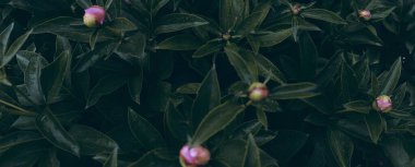 Romantik çiçekli güzel doğa manzaralı bir fon. Şakayık arka planı