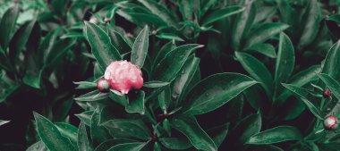 Romantik çiçekli güzel doğa manzaralı bir fon. Şakayık arka planı