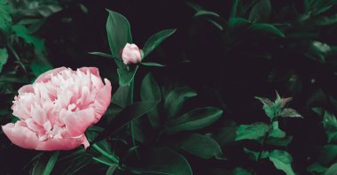 Hassas doğası olan çiçek duvar kâğıdı. Bahçedeki güzel çiçek arkaplanı