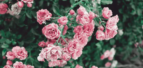 Lindas Flores Rosa Delicadas Arbusto Verde Lindas Flores Fundo — Fotografia de Stock