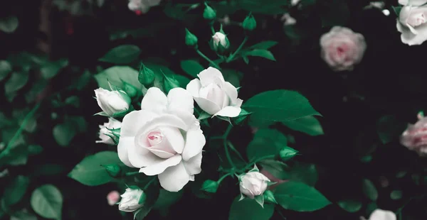 Fleurs Délicates Dans Jardin Romantique Sombre Fond Naturel Avec Des — Photo