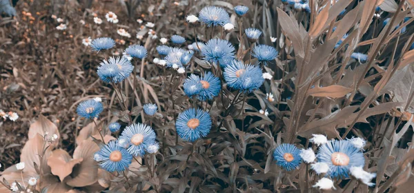 Schöne Zarte Blumen Romantischen Garten Naturhintergrund Mit Pflanzen Natürliche Tapete — Stockfoto