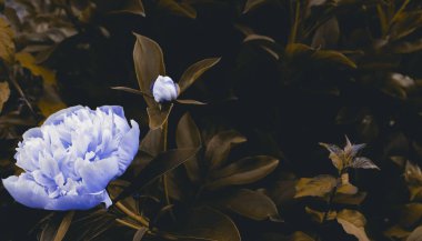 Hassas doğası olan çiçek duvar kâğıdı. Bahçedeki güzel çiçek arkaplanı