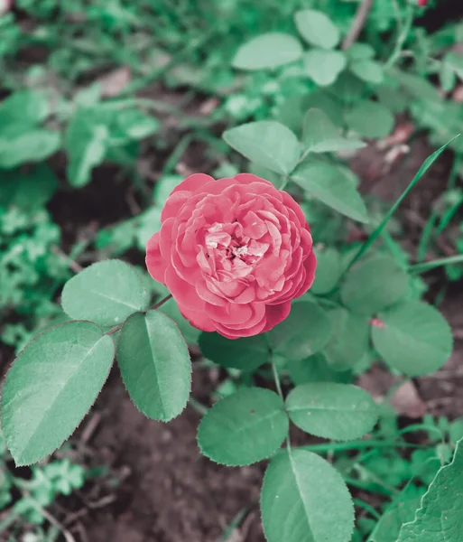 Papel Parede Floral Com Natureza Delicada Fundo Flor Bonita Jardim — Fotografia de Stock