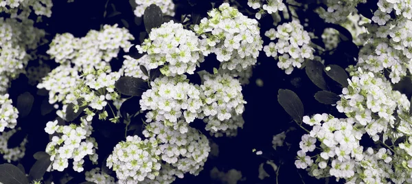 Bellissimi Fiori Fiori Bianchi Sullo Sfondo Del Boschetto Fiori Carta — Foto Stock