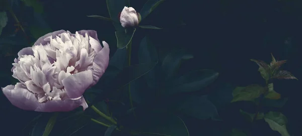 Floral Ταπετσαρία Λεπτή Φύση Όμορφο Φόντο Λουλούδι Στον Κήπο — Φωτογραφία Αρχείου