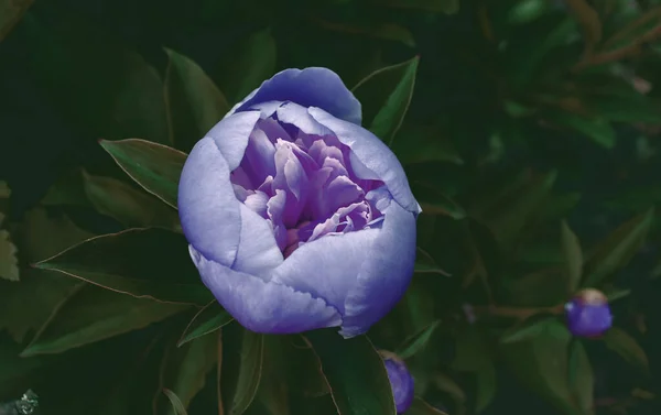 Schöne Naturkulisse Mit Romantischer Blütenblume Hintergrund Der Pfingstrosen — Stockfoto