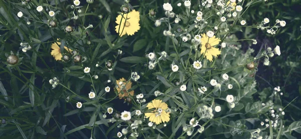 Beau Jardin Avec Des Fleurs Camomilles Colorées Nature Romantique Fond — Photo