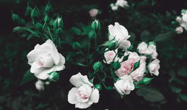 Belles Fleurs Délicates Dans Jardin Romantique Sombre Fond Naturel Avec — Photo