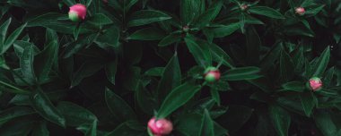 Romantik çiçekli güzel doğa manzaralı bir fon. Şakayık arka planı