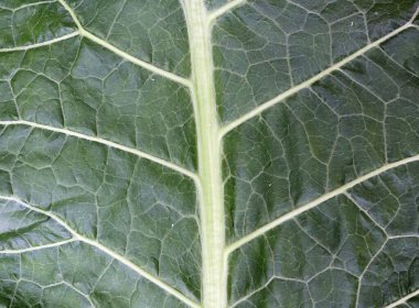 Doğal afiş konsepti için yabanturpu yaprağı dokusu. Güzel bitki arkaplanı