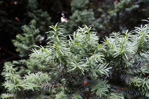 Noel arkaplanı için güzel yeşil köknar ağacı. Doğa duvar kağıdı. Doğal orman kartı.
