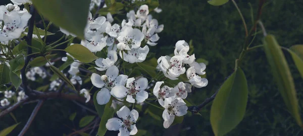 Güzel Bir Doğa Geçmişi Var Bahçede Çiçeklerle Açan Elma Ağacı — Stok fotoğraf