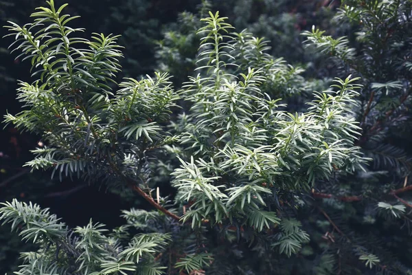 Красива Зелена Ялинка Різдвяного Фону Шпалери Природи — стокове фото