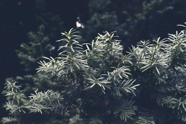 Vacker Grön Gran För Jul Bakgrund Naturtapet Naturligt Träkort — Stockfoto