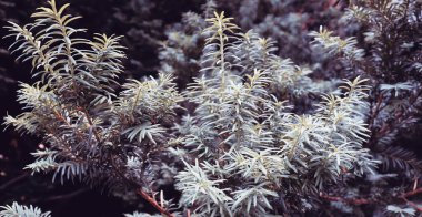 Noel arkaplanı için güzel yeşil köknar ağacı. Doğa duvar kâğıdı