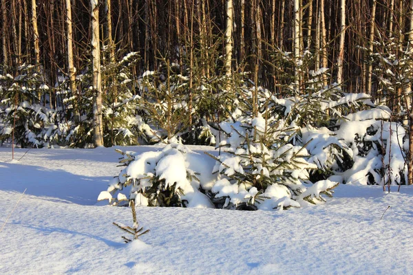 Kış ormanında karla kaplı ağaçlar