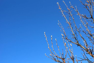 İlkbahar günü söğütlü bir ağacın dalları ve fotokopi alanı