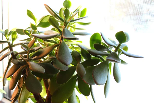 Close-up succulent kalanchoe standing on a window sill — Stock Photo, Image
