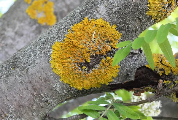 Liquen amarillo en el tronco de un viejo rowan árbol —  Fotos de Stock