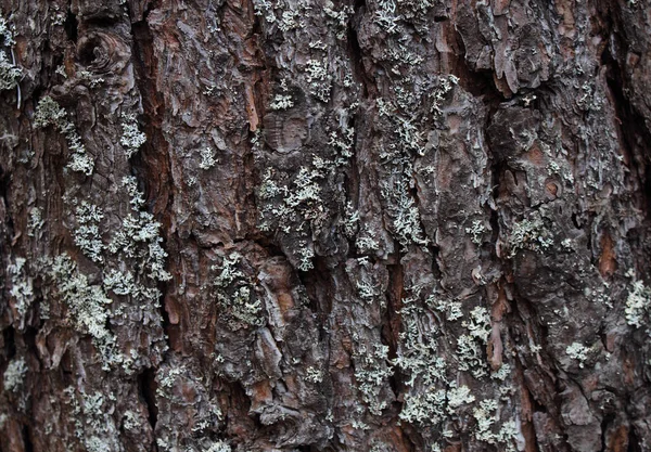 Çatlak ağaç kabuğunun desenli yüzeyi