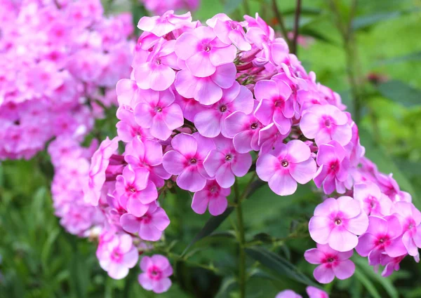 Close-up buds of pink Phlox paniculata flowers — Stock Photo, Image