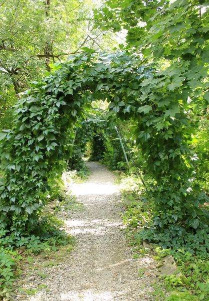 Bir patika ve yazın tırmanma bitkileriyle kaplı bir kemer. Peyzaj tasarımı