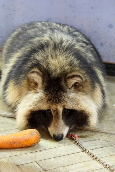 A raccoon dog with sad eyes on a leash in a contact zoo — Stock Photo, Image