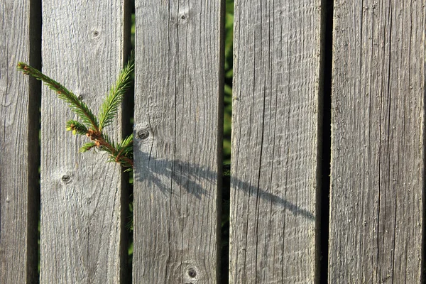 Espiral de pino verde que crece entre las tablas de madera de la cerca. Concepto de perseverancia — Foto de Stock