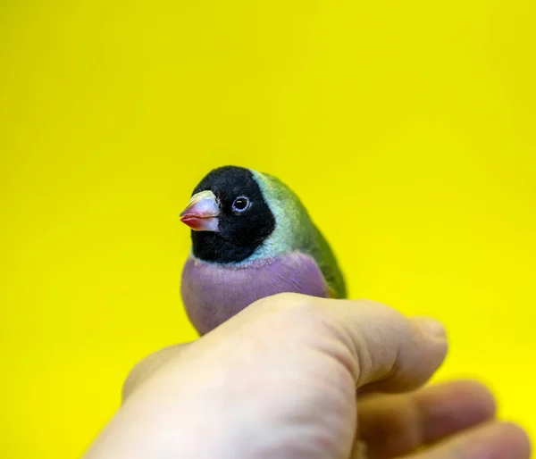 Serie Gouldian Finch Verde Con Cabeza Negra Pechos Morados Hembra — Foto de Stock