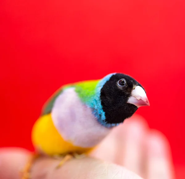 Serie Gouldian Finch Verde Con Testa Nera Seni Bianchi Femminile — Foto Stock