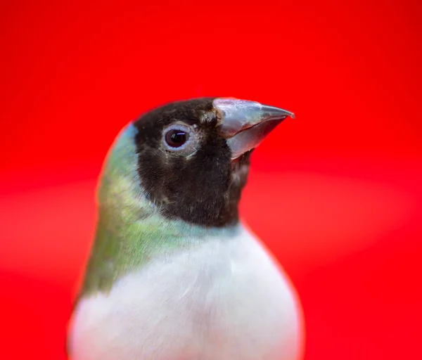 Serie Gouldian Finch Verde Con Cabeza Negra Pechos Blancos Hembra —  Fotos de Stock