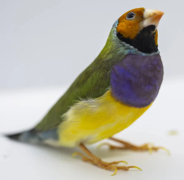 Serie Gouldian Finch Verde Con Una Cabeza Naranja Pechos Púrpura —  Fotos de Stock