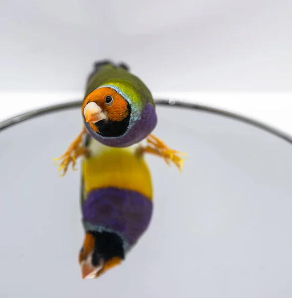 Gouldian Finch series. Green, with an orange head and purple breasts, male. Perched on the mirror in a cute pose, with a reflection.