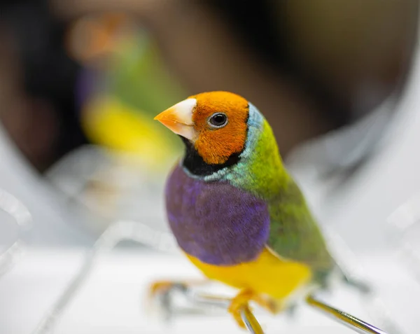 Gouldian Finch Serisi Yeşil Turuncu Kafalı Mor Göğüslü Erkek Yansımalı — Stok fotoğraf