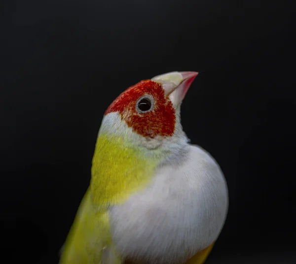 Gouldian Finch Series Жовтий Рудим Білим Грудьми Чоловічий Чорному Тлі — стокове фото