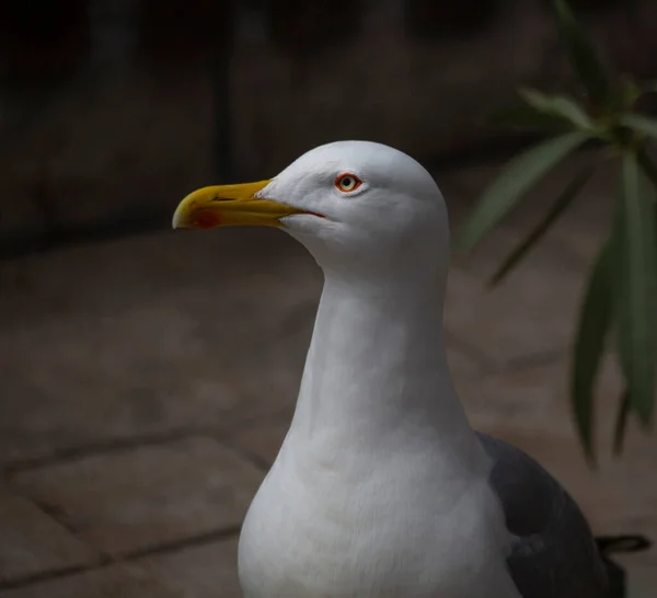 Retrato Cerrado Gaviota Arenque Con Ojos Verdes —  Fotos de Stock