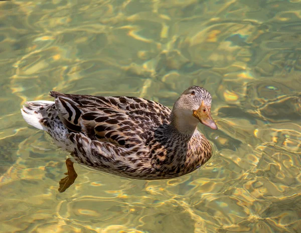 Női Mallard Átlátszó Vízben — Stock Fotó