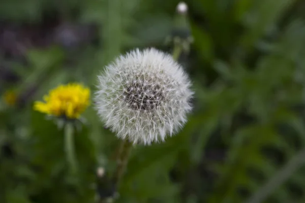 Planta Útil Taraxacum Que Transforma Uma Bola Fofa Sementes Atrás — Fotografia de Stock