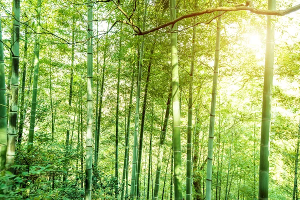 Bambu verde, paisagem natural . — Fotografia de Stock