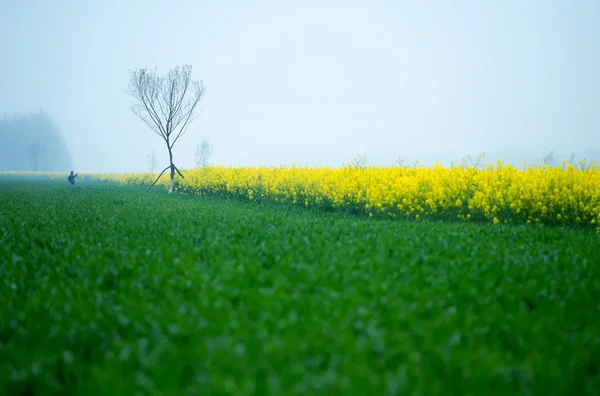 Canola flor da primavera — Fotografia de Stock