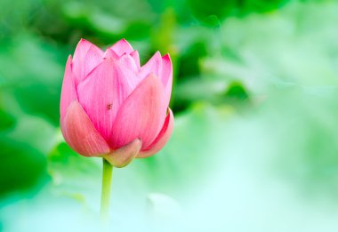 Sabah, duman lotus