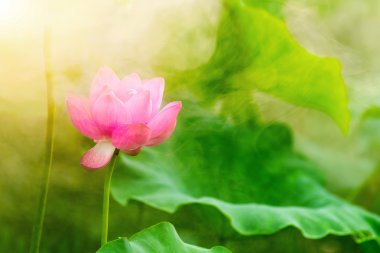 Sabah, duman lotus