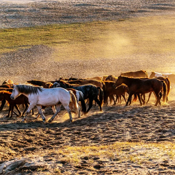 Hjord Hästar Höstängen — Stockfoto