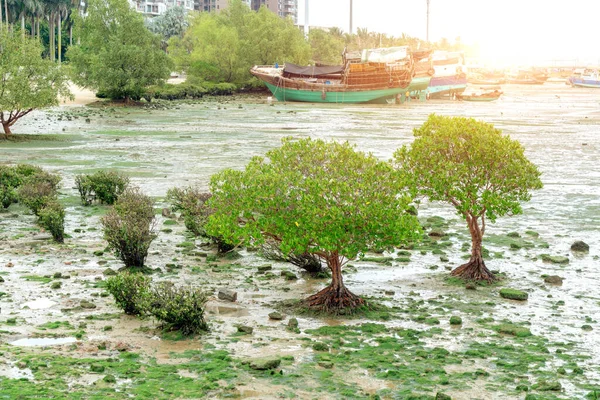 Növények Halászhajó Tengerparton Zhanjiang Kína — Stock Fotó