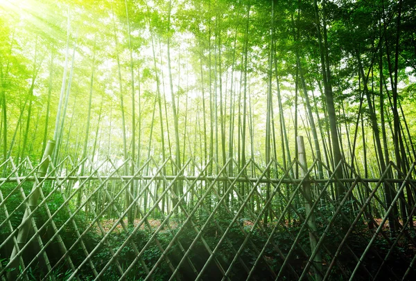 Alta floresta de bambu — Fotografia de Stock