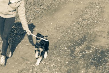 Sonbahar ormanlarında köpekle gezen bir kız ön ve arka plan bokeh etkisi ile bulanıklaşır.