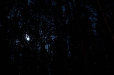 Ağaç gövdeleri ve gök kubbeleri bir arabanın farlarıyla aydınlatılıyor, gece gökyüzünün ve ayın arka planına karşı.